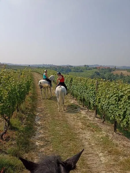 Passeggiata a cavallo a Farigliano sulle colline delle Langhe