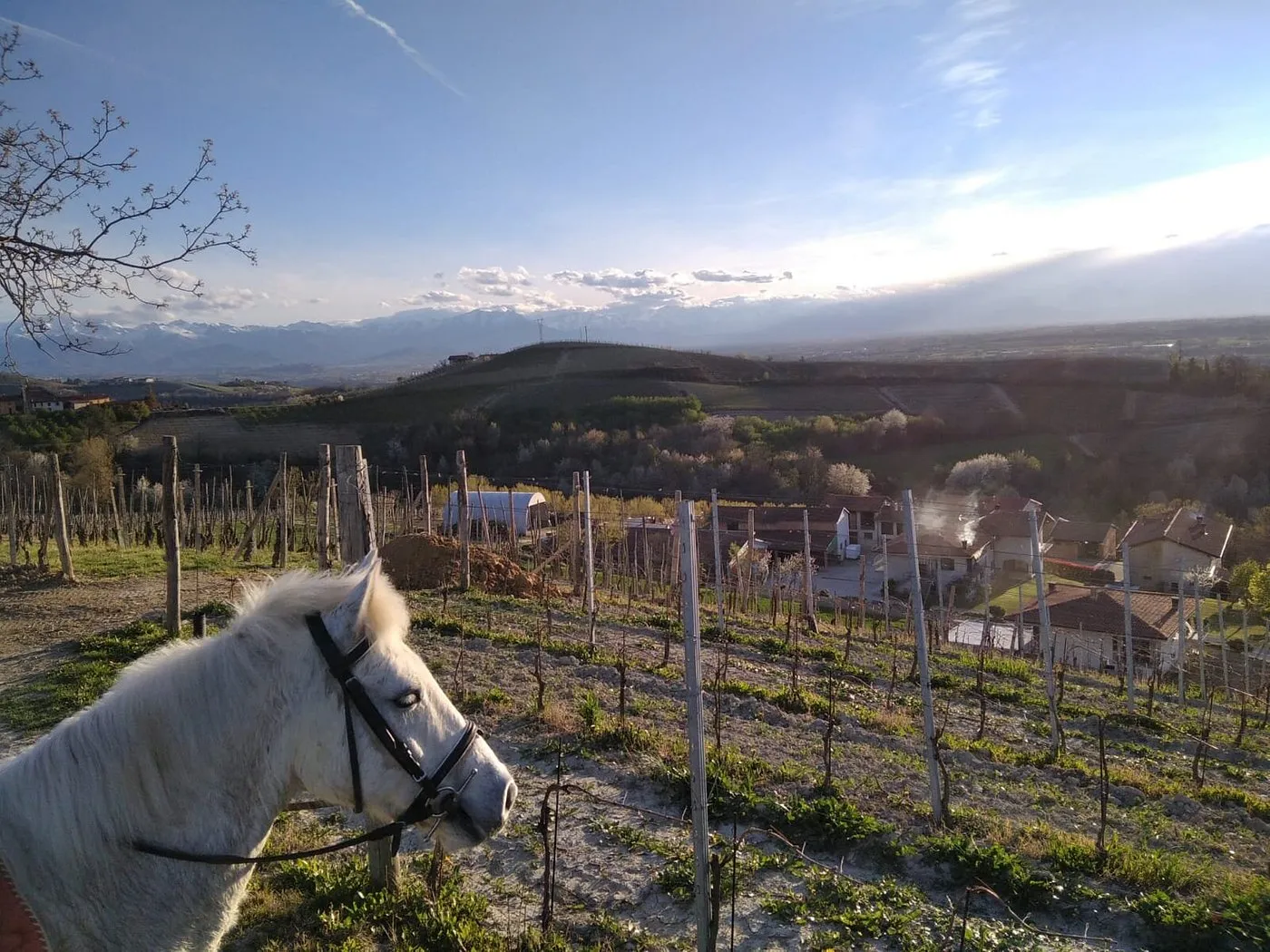 Passeggiata a cavallo a Farigliano sulle colline delle Langhe