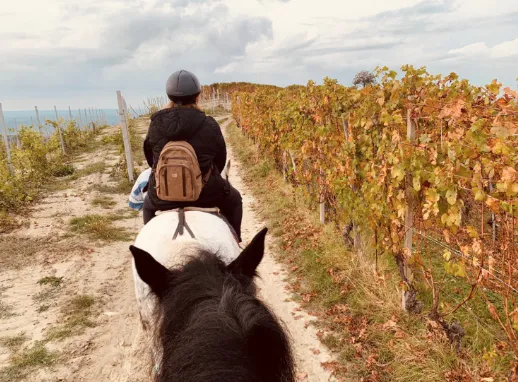 Passeggiata a cavallo a Farigliano sulle colline delle Langhe