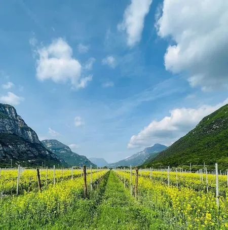 Visita in cantina e degustazione di Pinot Grigio in Val d'Adige