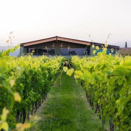 Degustazione di Lugana e visita in cantina a Desenzano del Garda
