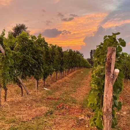 Degustazione vini con visita della cantina e del vigneto ad Alba