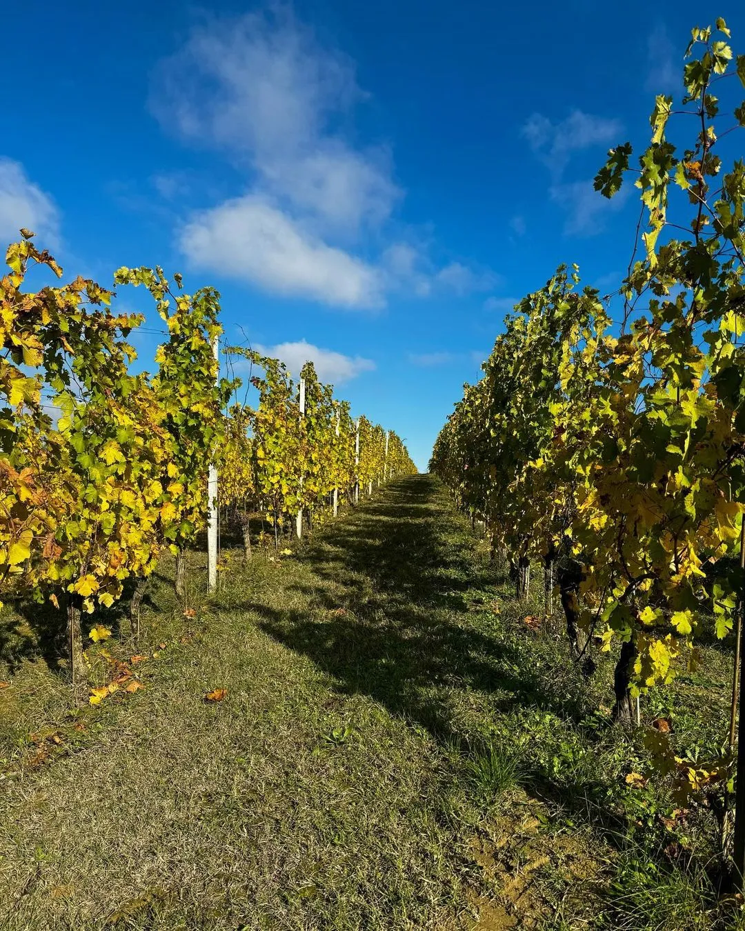 Visita in cantina e degustazione sulle colline di Montemagno