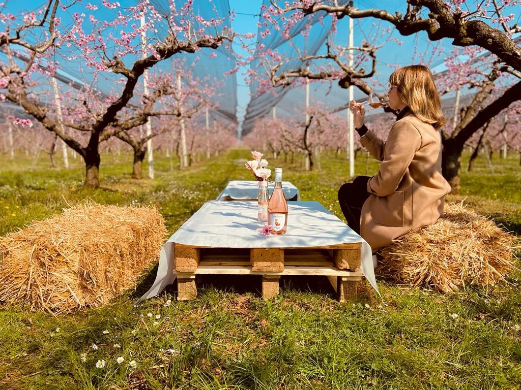 Picnic in vigna fuori Verona con degustazione vini