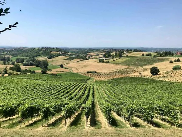 Visita ai Musei e alle cantine storiche Bersano di Nizza Monferrato con degustazione