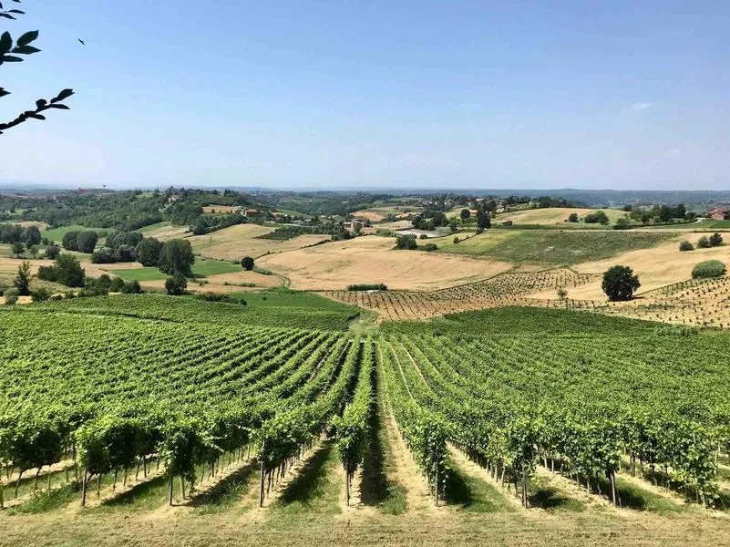 Visita ai Musei e alle cantine storiche Bersano di Nizza Monferrato con degustazione