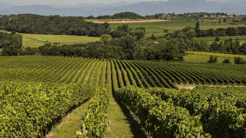 Degustazione vini e visita dell'Azienda Agricola Monte del Fra'