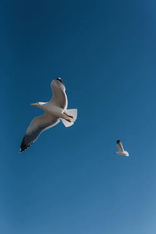 Escursione in barca a vela a Polignano a Mare da Monopoli