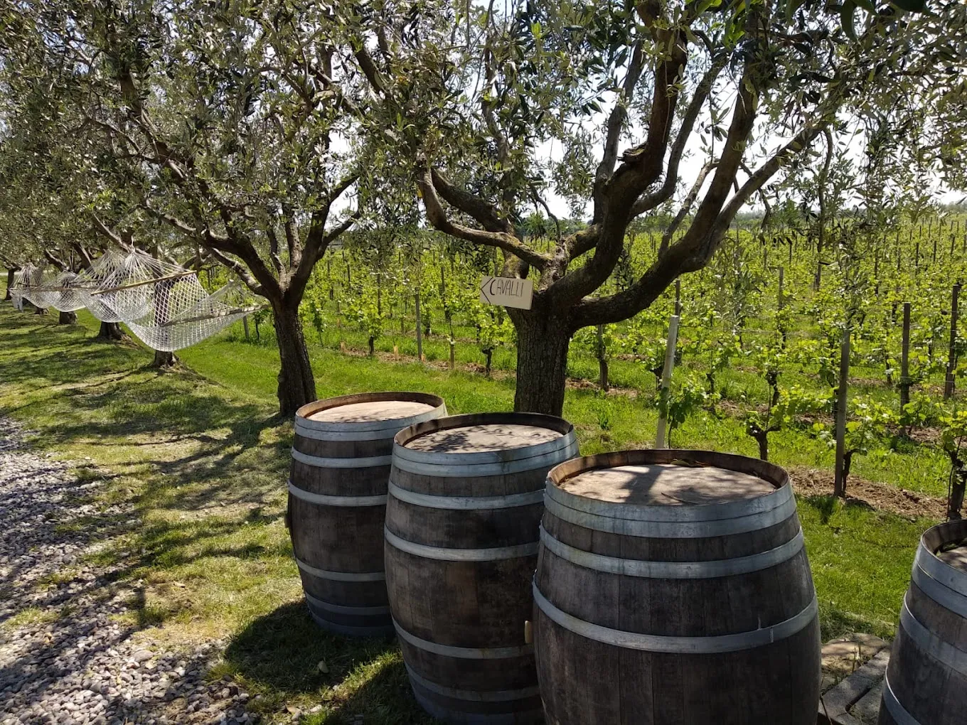 Visita in cantina e degustazione vini alla Tenuta Ambrosini