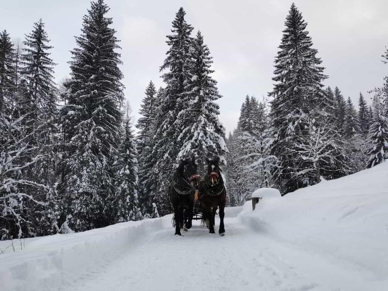 Le migliori 20 esperienze con animali da regalare