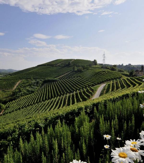 Le migliori 9 degustazioni vini in Piemonte da regalare