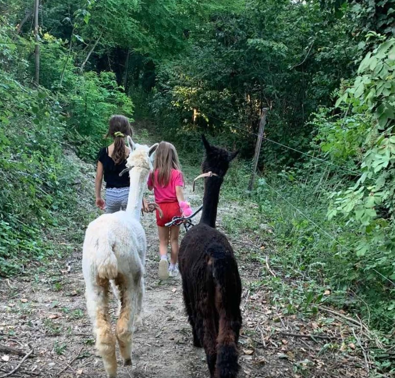 Passeggiate con Alpaca in Piemonte: Le 2 migliori