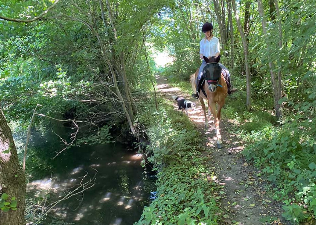 Passeggiate a Cavallo a Novara: le 10 migliori