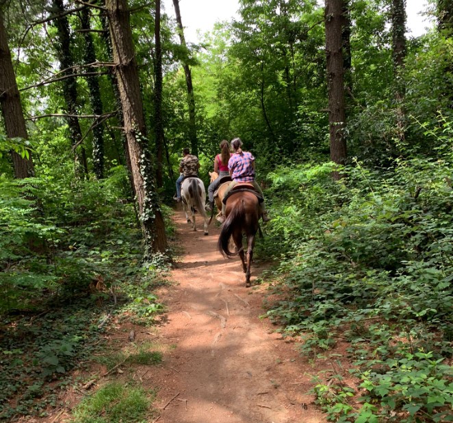 Passeggiate a Cavallo a Monza e Brianza: le 2 migliori