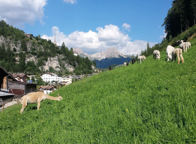 La migliore passeggiata con Alpaca in Trentino