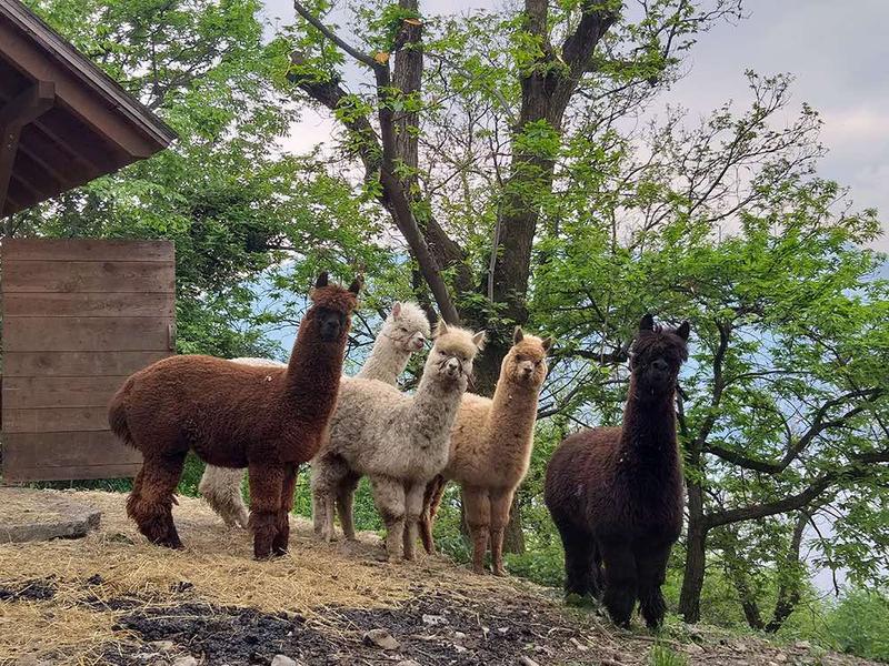 Le migliori 3 passeggiate con Alpaca a Brescia