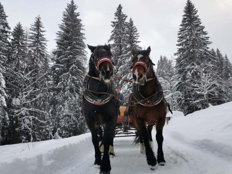 I migliori 9 giri in slitta con cavalli sulla neve