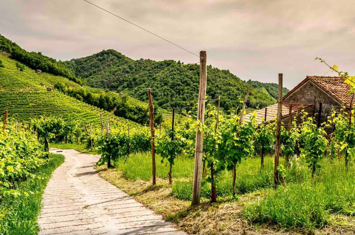 Picnic in Vigna in Veneto: i 3 posti migliori